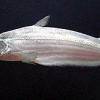 Highwaterman catfish - Hypophthalmus edentatus