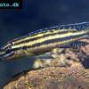Striped julie - Julidochromis regani