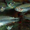 Madagascar rainbowfish - Bedotia geayi