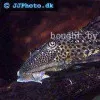 Spotted Hypostomus - Hypostomus punctatus