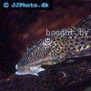 Spotted Hypostomus - Hypostomus punctatus