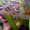 Glass bloodfish - Prionobrama filigera