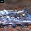 Pictus catfish - Pimelodus pictus