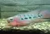 N/A - Flowerhorn; 1